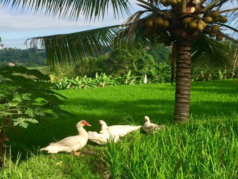 Bisma Cottages Ubud Luaran gambar